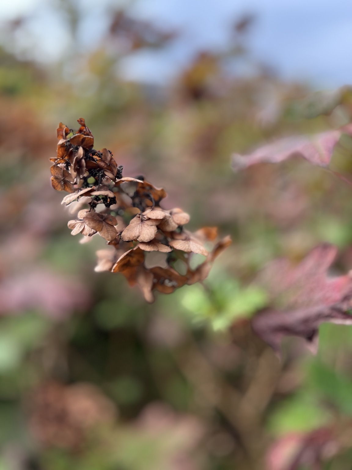 Uitgebloeide hortensia in zachte herfstkleuren