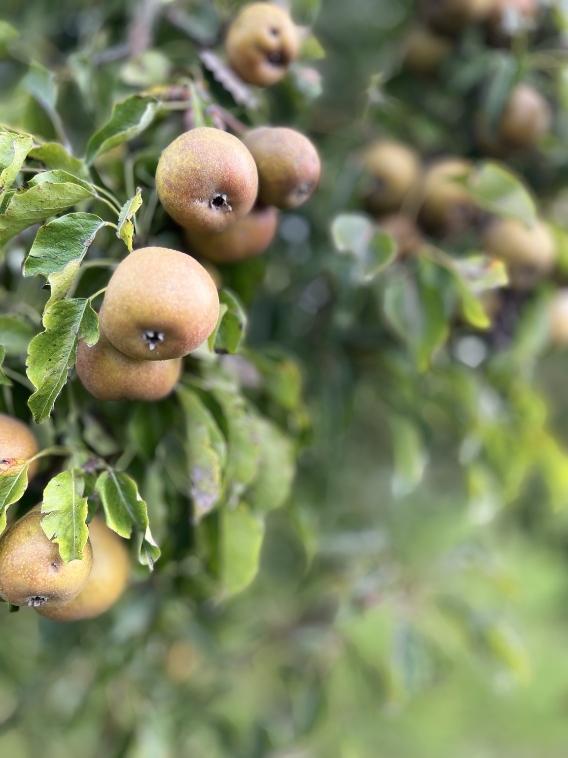 Peren aan een boom in de tuin