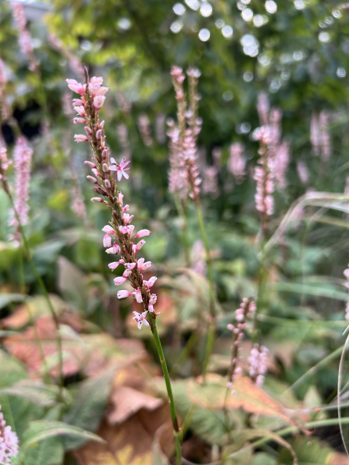 Roze bloei in de tuin van Sandra